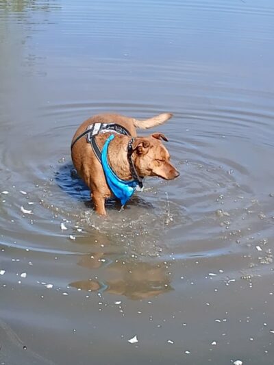 Blanca Vista Dog Park - Alamosa, CO