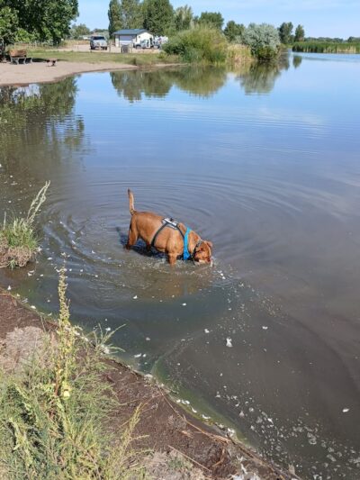 Blanca Vista Dog Park - Alamosa, CO
