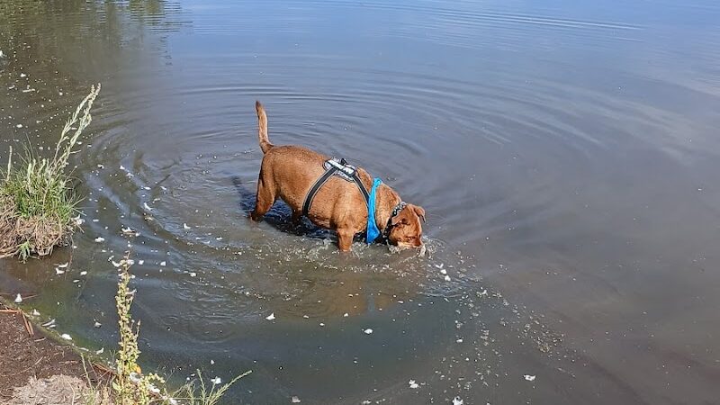 Blanca Vista Dog Park - Alamosa, CO