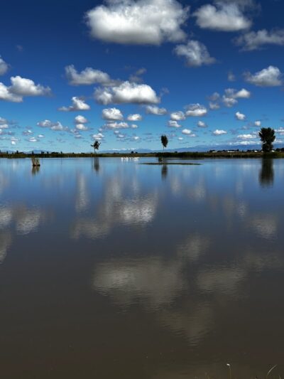Blanca Vista Dog Park - Alamosa, CO