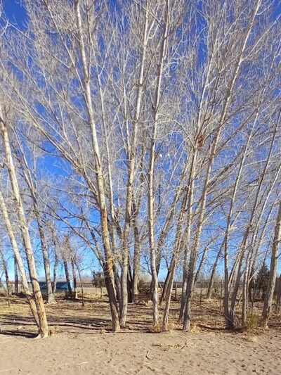 Lee Field Dog Park - Alamosa, CO