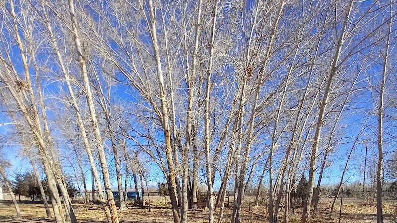 Lee Field Dog Park - Alamosa, CO