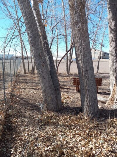 Lee Field Dog Park - Alamosa, CO