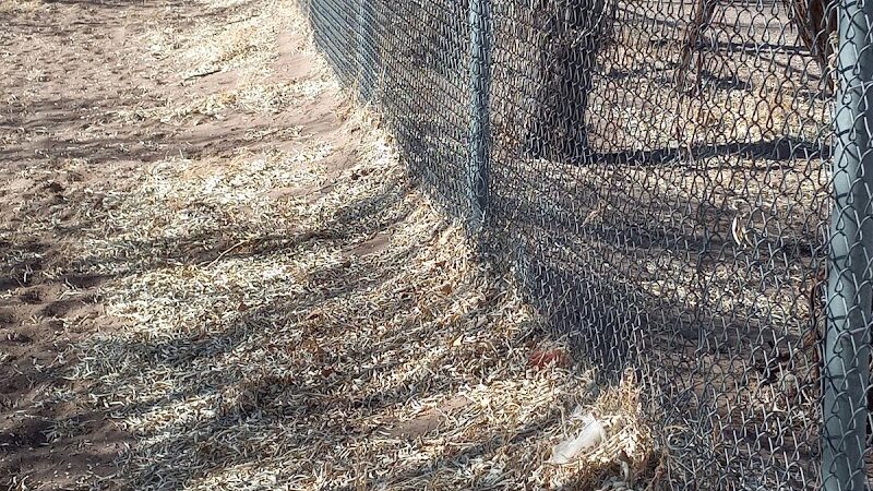 Lee Field Dog Park - Alamosa, CO