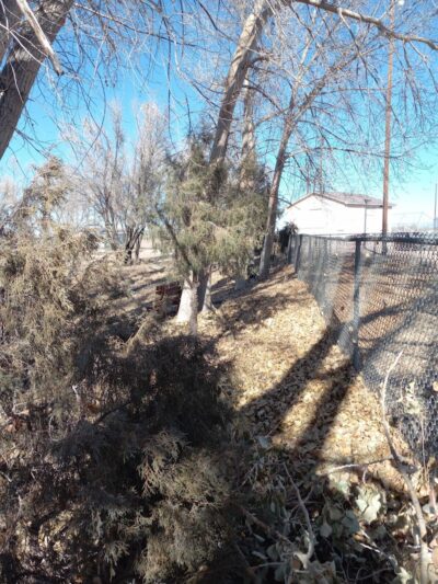 Lee Field Dog Park - Alamosa, CO