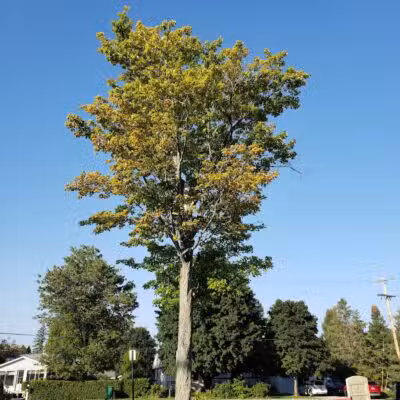 Alanson Village Park Playground - Alanson,