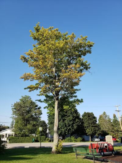 Alanson Village Park Playground - Alanson,