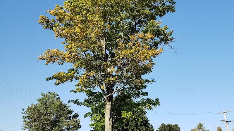 Alanson Village Park Playground - Alanson,
