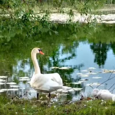 Sanctuary Park - Alanson,