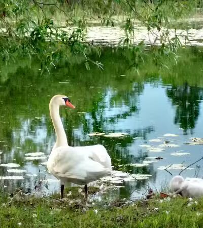 Sanctuary Park - Alanson,