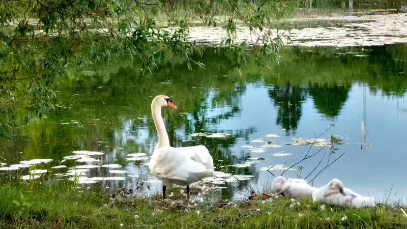 Sanctuary Park - Alanson,