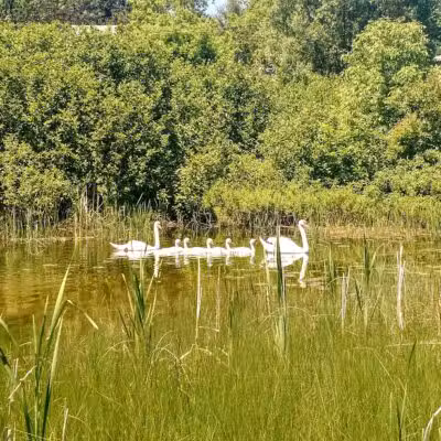 Sanctuary Park - Alanson,