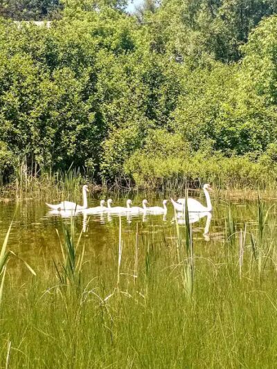 Sanctuary Park - Alanson,