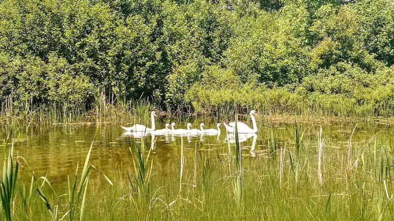 Sanctuary Park - Alanson,
