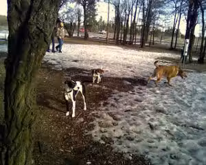 Department of General Services Dog Park - Albany, NY