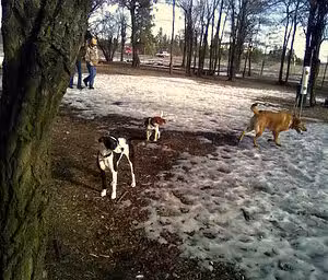 Department of General Services Dog Park - Albany, NY