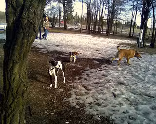 Department of General Services Dog Park - Albany, NY