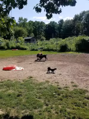 Hartman Rd Dog Park - Albany, NY