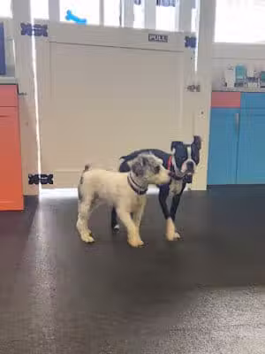 Muttz Dog Lounge - Albany, NY