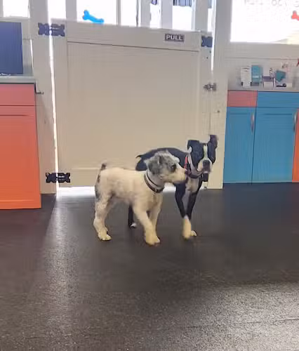 Muttz Dog Lounge - Albany, NY