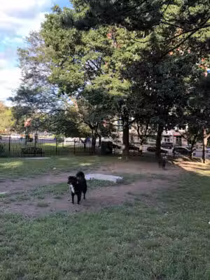 Olde English Downtown Dog Park - Albany, NY