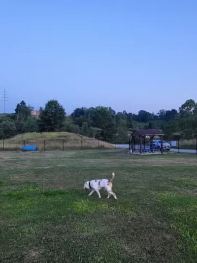 Normanskill Farm Dog Park - Albany, NY