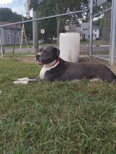 Albion Dog Park - Albion, MI