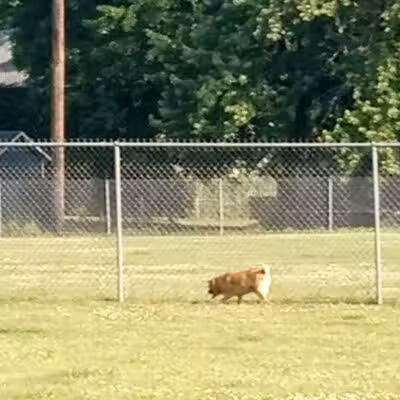 Albion Dog Park - Albion, MI