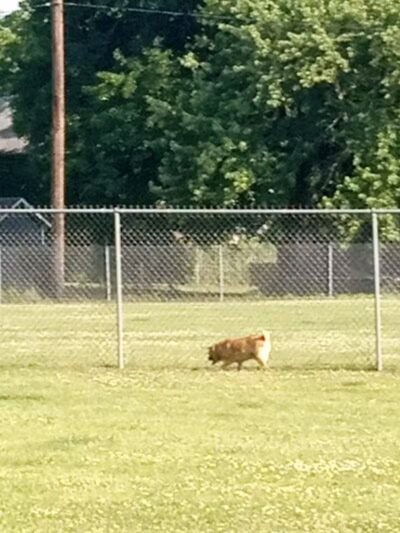 Albion Dog Park - Albion, MI
