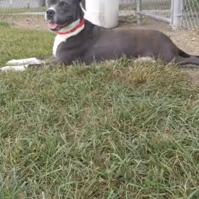 Albion Dog Park - Albion, MI