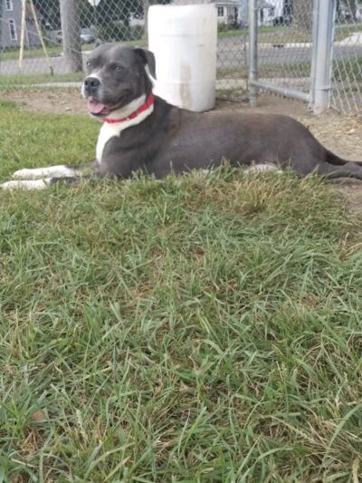 Albion Dog Park - Albion, MI