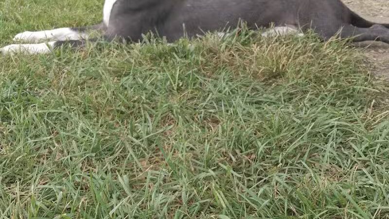 Albion Dog Park - Albion, MI