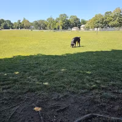 Albion Dog Park - Albion, MI