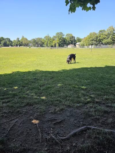 Albion Dog Park - Albion, MI