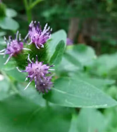 Coy Mountain Natural Area - Alden,