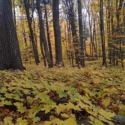 Coy Mountain Natural Area - Alden,