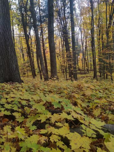 Coy Mountain Natural Area - Alden,
