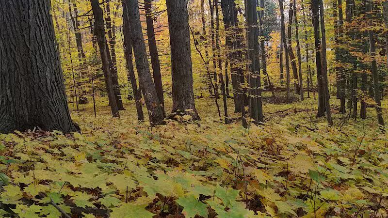 Coy Mountain Natural Area - Alden,