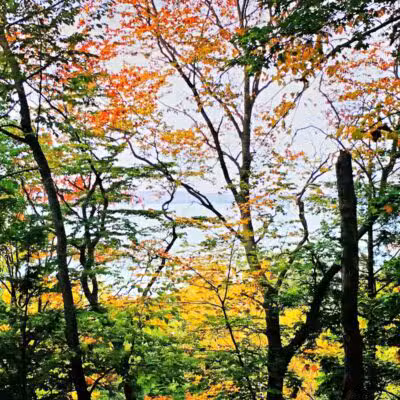 Coy Mountain Natural Area - Alden,