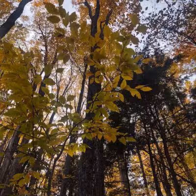 Coy Mountain Natural Area - Alden,