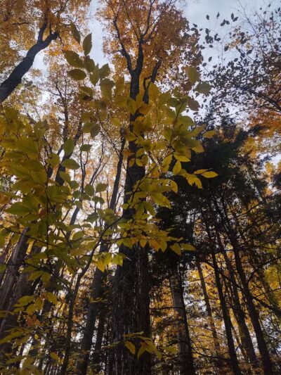 Coy Mountain Natural Area - Alden,