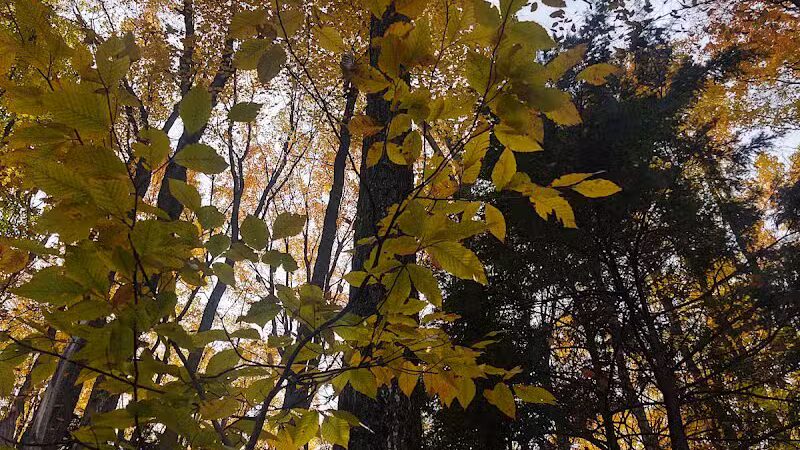 Coy Mountain Natural Area - Alden,