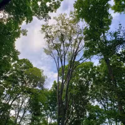 Coy Mountain Natural Area - Alden,