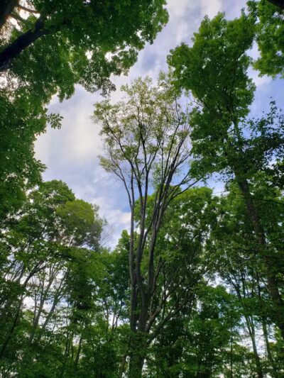 Coy Mountain Natural Area - Alden,