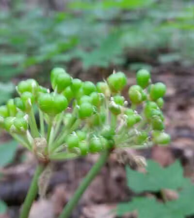 Coy Mountain Natural Area - Alden,