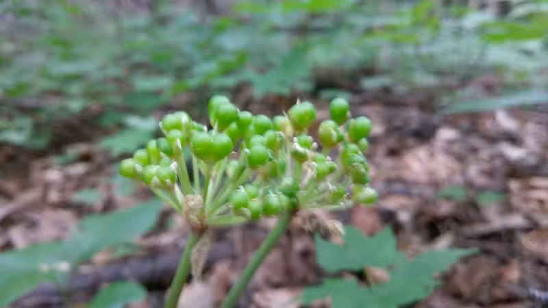 Coy Mountain Natural Area - Alden,