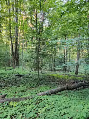 Coy Mountain Natural Area - Alden,