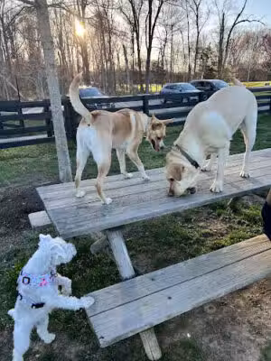 Willowsford - The Greens Dog Park - Aldie, VA