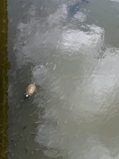 Ben Brenman Park - Alexandria, VA