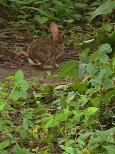 Ben Brenman Park - Alexandria, VA
